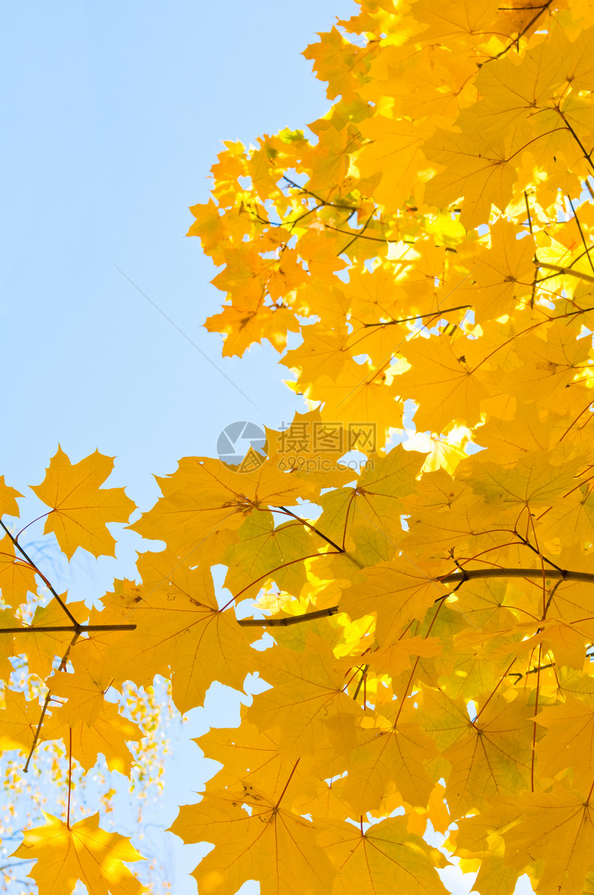 树叶叶子木头蓝色黄色森林公园阳光红色季节活力图片