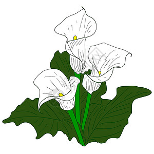 白百合季节马蹄莲叶子高清图片