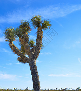 约书亚树沙漠天空植物群城市植物学植物背景图片