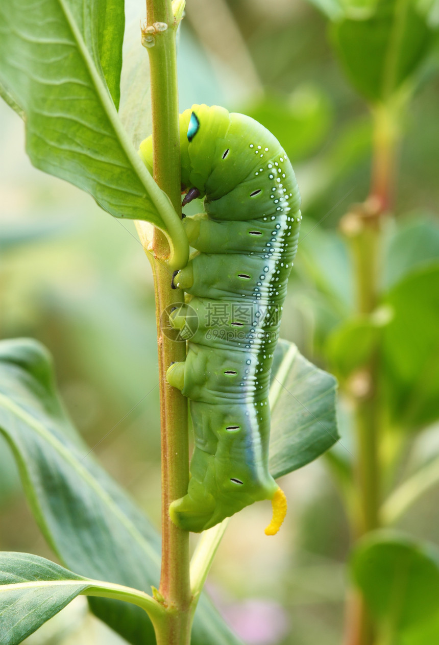 绿色毛毛虫毛虫照片荒野植物害虫生物树叶蝴蝶生活叶子图片