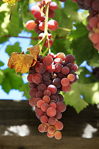 葡萄在阳光明日的葡萄树上季节葡萄园植物群酒厂花园太阳荒野水果小吃蓝色场地高清图片素材