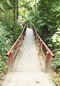 Khao Yai国家公园森林的足迹场景高清图片素材