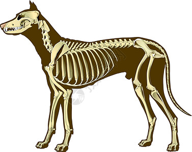 被骨头吸引的狗狗骨骼部分设计图片
