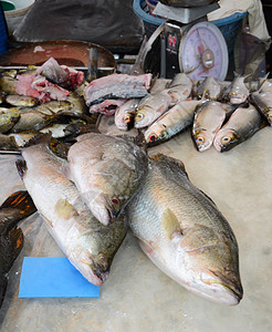 市场上鲜鱼种类繁多钓鱼高清图片素材