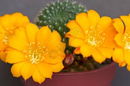 仙人花花花朵肉质植物群植物绿色摄影背景图片