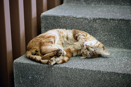 可爱猫咪睡在楼梯上高清图片