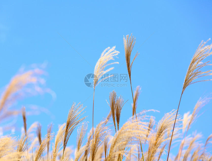 秋天的草叶国家天空公园蓝色美丽场景植物群场地日落植物图片