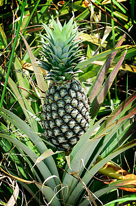 农场菠萝植物饮食果汁营养蔬菜食物异国农业热带叶子健康高清图片素材
