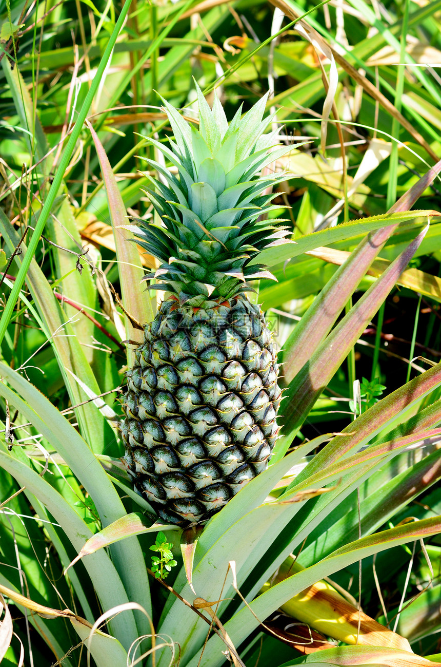 农场菠萝果汁花园种植园叶子国家营养场地松树饮食植物图片