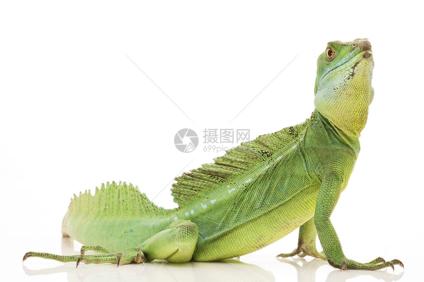 绿宠物野生动物蜥蜴眼睛绿色尾巴捕食者动物学生物学蛇怪图片