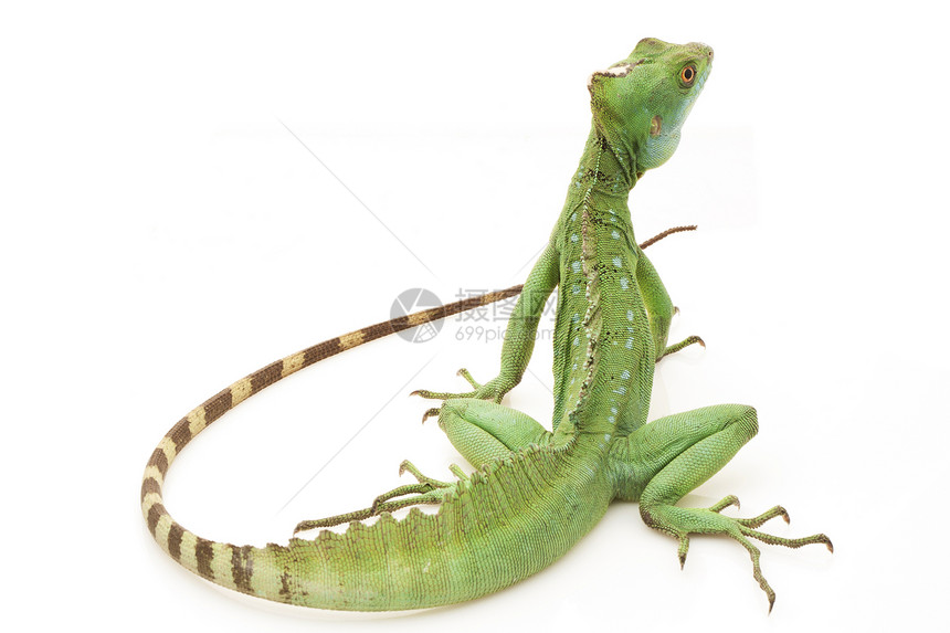 绿生物学物种捕食者濒危动物学野生动物绿色蛇怪眼睛尾巴图片