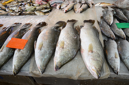 市场上鲜新鲜鱼海产食品品种繁多鲳鱼钓鱼美味柜台低音鲭鱼海鲜美食午餐销售背景图片