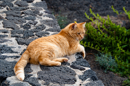 西班牙兰萨罗特金金猫毛皮三色猫科动物印花布橙子头发动物胡须金子小猫背景