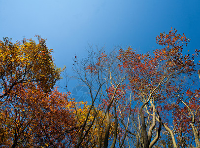 森林黄色乡村树木背景图片