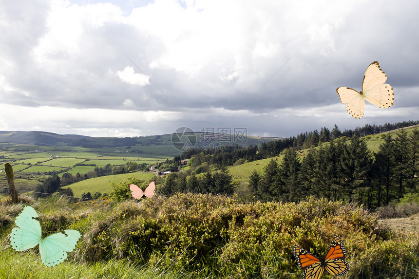 爱尔兰草原上各种蝴蝶物种的种类图片