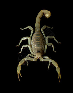 魔蝎危险野生动物眼睛情调异国物种濒危冷血背景动物学图片素材