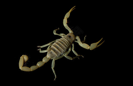 魔蝎情调眼睛野生动物动物学背景危险漏洞黑色物种濒危图片素材