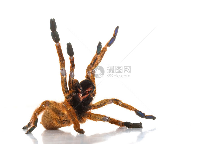 Usambara 橙毒液濒危蜘蛛野生动物眼睛动物学宠物情调侵略危险图片