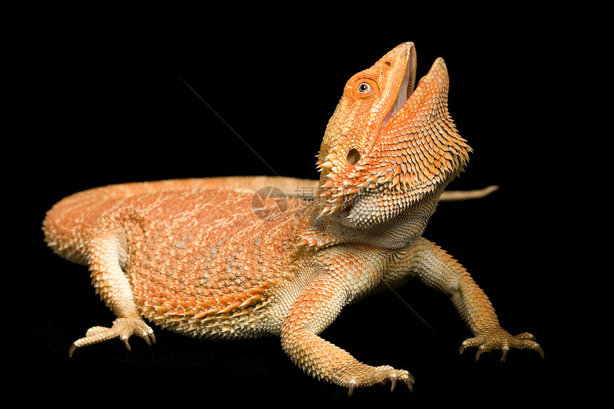 胡子龙波哥纳振动物俘虏动物学蜥蜴动物园危险生物学眼睛橙子物种濒危图片