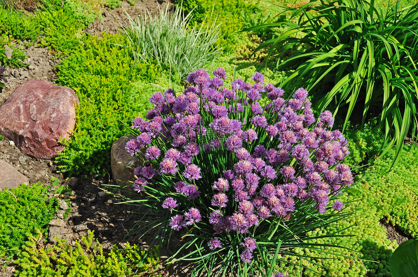 鲜花床国家草地美丽花坛生长石头晴天草原紫色花园图片
