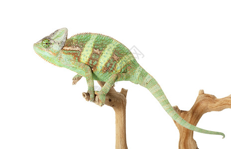 高低变色龙动物学冷血眼睛绿色濒危情调物种宠物蜥蜴异国背景图片