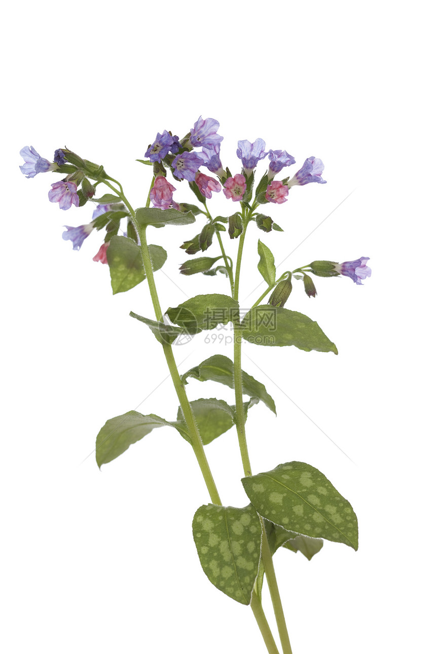 肺红色叶子紫色草本植物植物群植物宏观图片