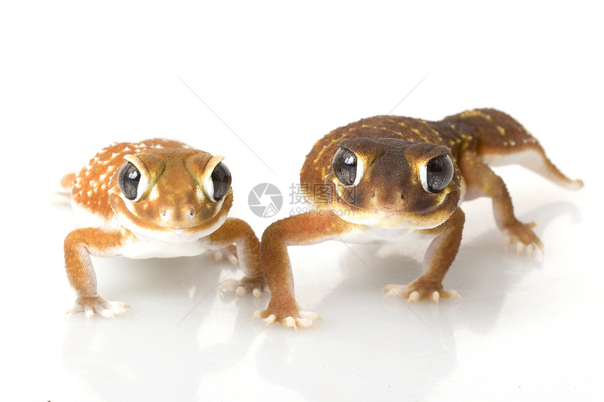 平滑的Knob尾巴 Gecko壁虎动物学蜥蜴瘤尾野生动物物种夫妻濒危蓝色生物学图片