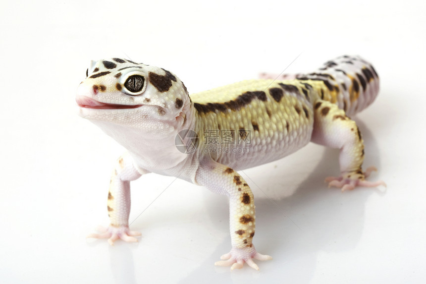 豹式Gecko蜥蜴豹纹警觉宠物野生动物蓝色生物学物种眼睛动物学图片