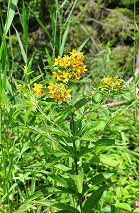 黄线Lysimachia粗俗草本植物黄色植物群植物背景图片