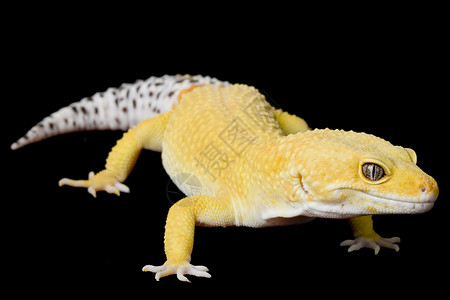 断尾壁虎豹式Gecko黑色豹纹濒危宠物动物学蓝色蜥蜴警觉背景壁虎背景