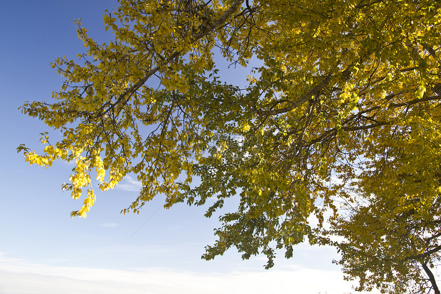 秋季风景农村木头植物群天空季节蓝色孤独森林地平线土地图片