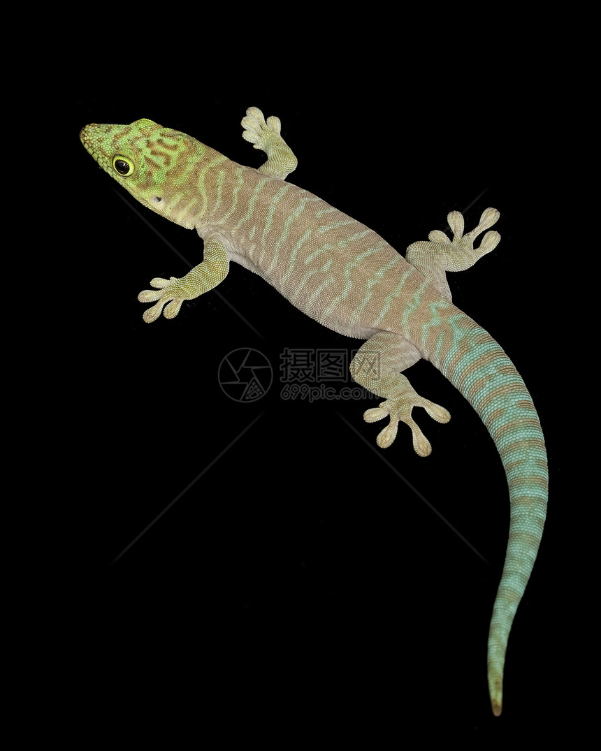 Day Gecko菲尔苏马常住地物种宠物壁虎生物学皮肤绿色蓝色动物学野生动物背景图片