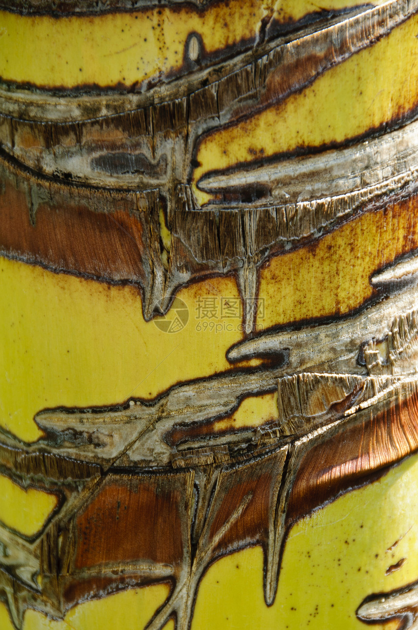 棕榈树树干纹理木头崎岖棕榈黄色果皮植物群条纹棕色生态皮层图片