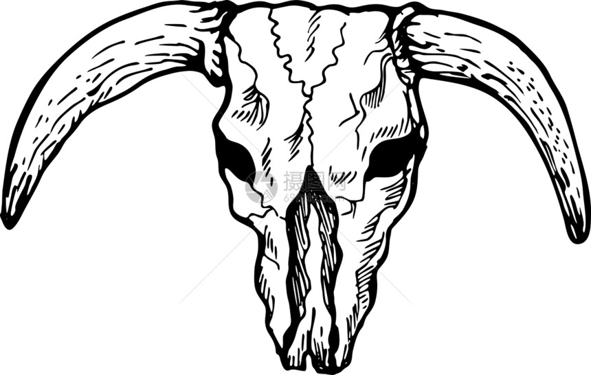 德克萨斯长角公牛头骨颅骨喇叭驾驶长角牛插图艺术品黑与白奶牛绘画图片