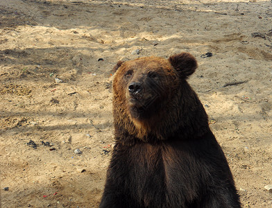 棕熊哺乳动物黑色动物黑熊背景图片