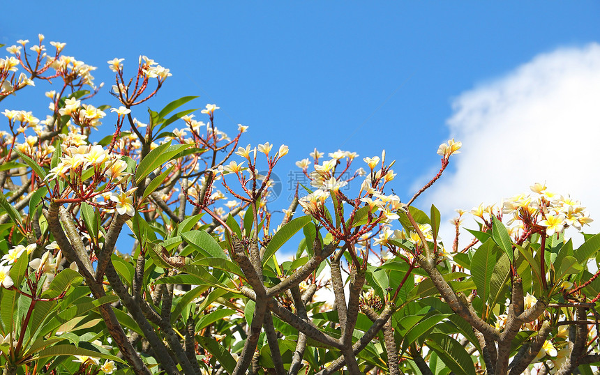 Frangipani(布卢马)的一群花朵在蓝色下开花图片