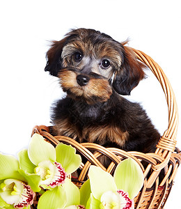 带着兰花的篮子里的小狗长得像一只可爱的小狗高清图片
