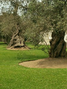 橄榄公园橄榄树公园背景