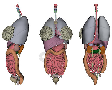 人体器官小泡生殖器女士医疗胆量插图背景