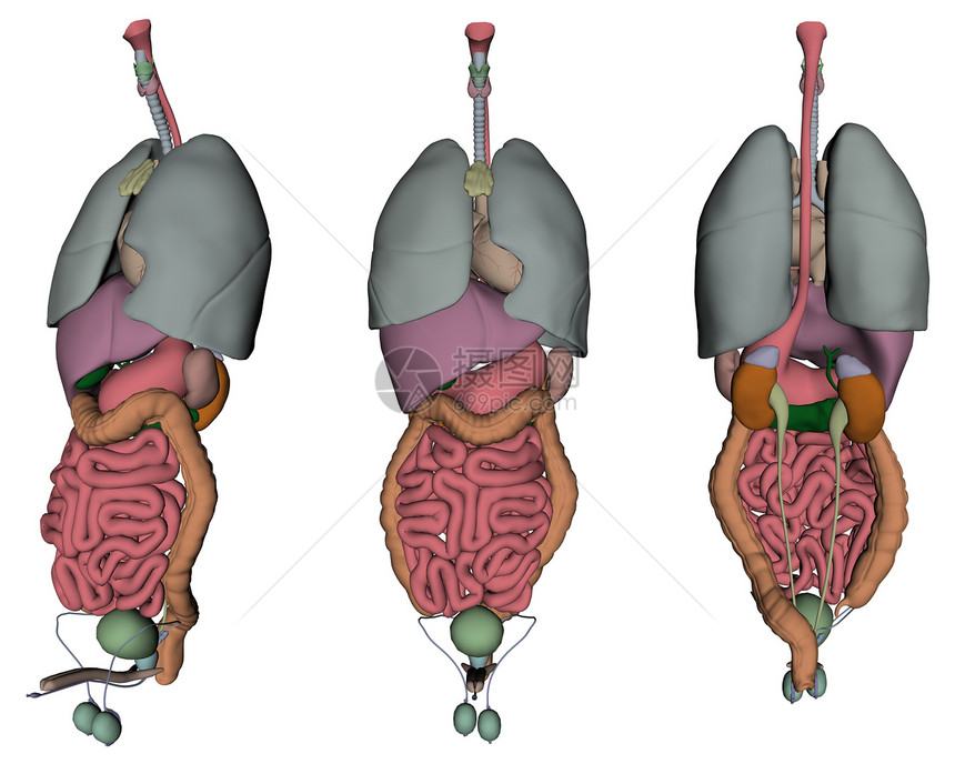人体器官男人医疗插图胆量小泡生殖器图片