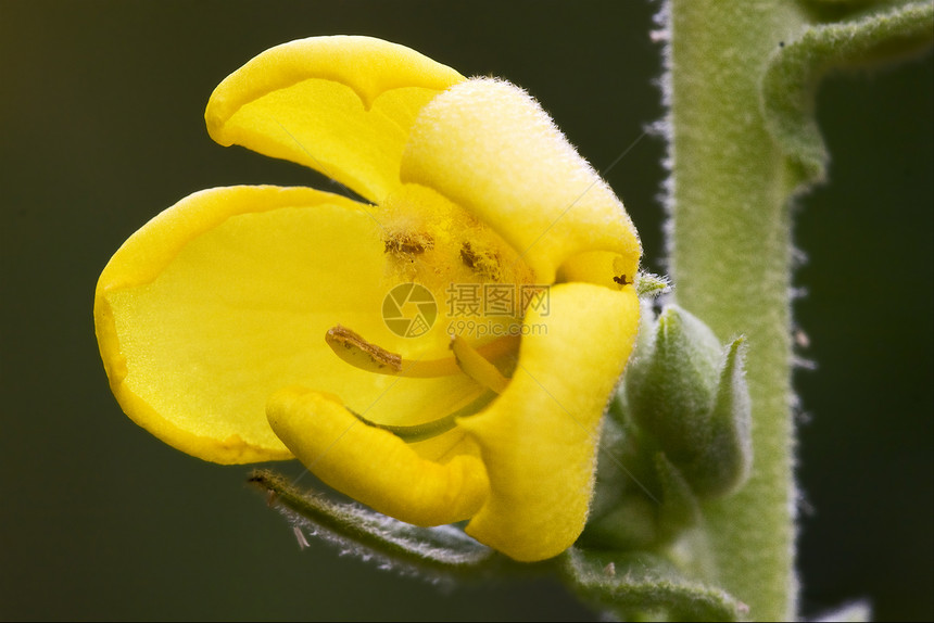 黄色花朵双阴阳极的黄色阴影绿色棕色灰色黑色花粉宏观花瓣月见草花园图片