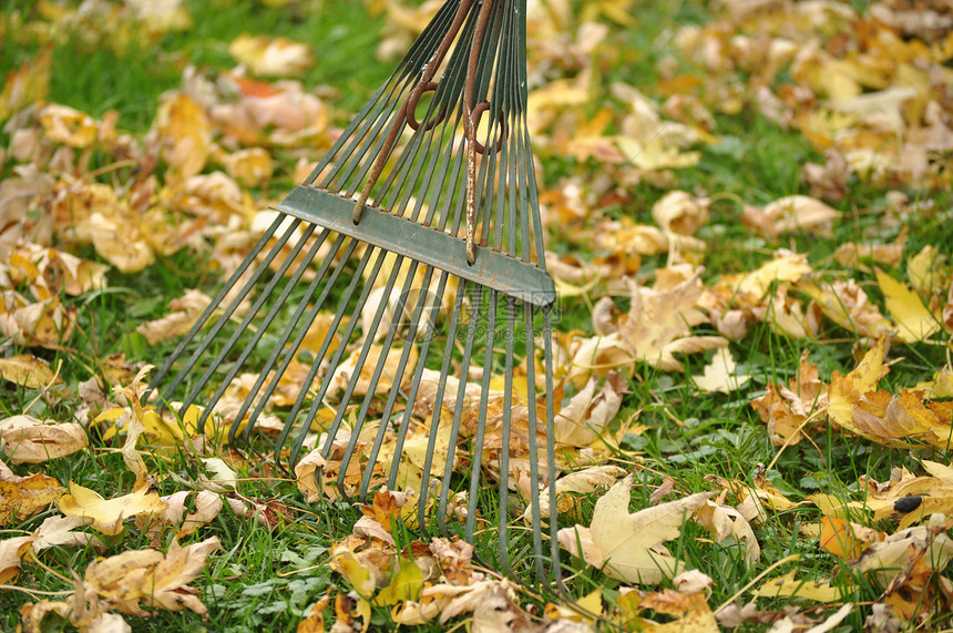 秋余假园林工具树叶图片