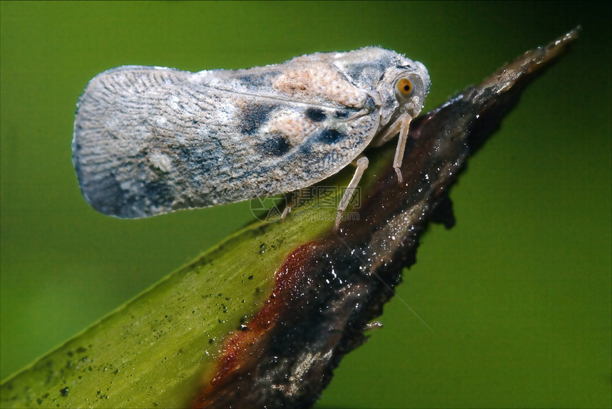 绿叶上的奥莫提亚昆虫天线弯曲头发荒野花园爪子蒸汽积分鳞翅目图片