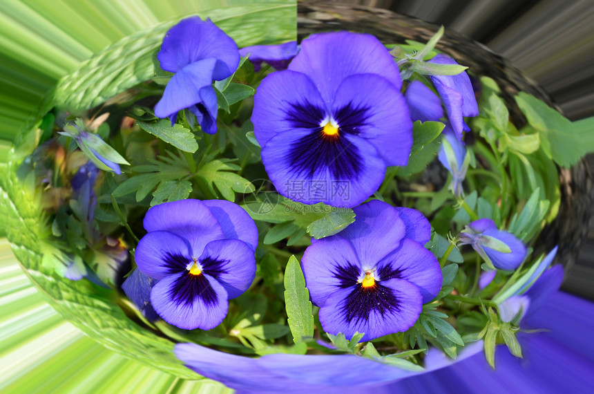 维奥拉色三色花朵花坛植物群蓝色灰色植物景观设计好心情喜悦图片