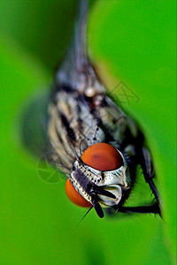飞翔的卡米波里达小枝昆虫宏观叶子棕色家蝇黑色枝条暗纹爪子背景图片