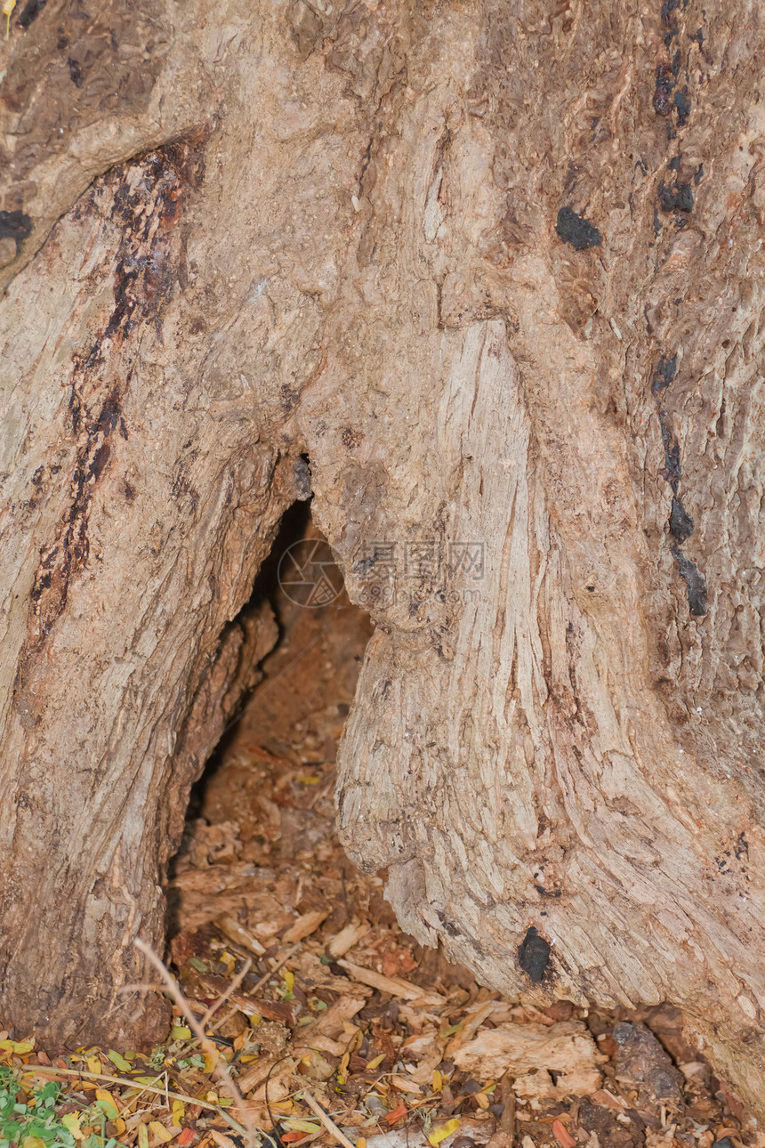 树树皮 树干部分死亡风化晴天公园木材木头环境植物学森林悲伤图片
