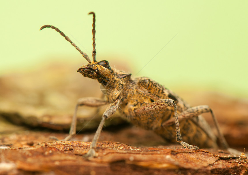 审问器触角蚁科鞘翅目甲虫昆虫学动物害虫野生动物动物群昆虫图片