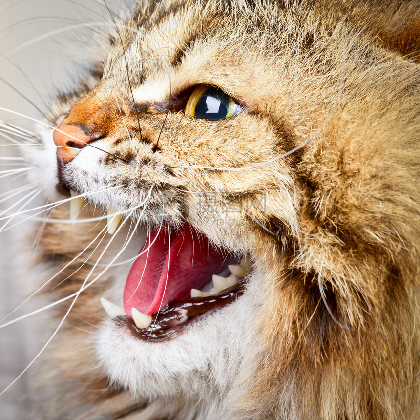 猫眼睛长发猫科动物愤怒鼻子工作室亚人警报牙齿图片