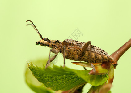 审问器野生动物动物学昆虫宏观触角甲虫漏洞棕色检察官长角背景图片