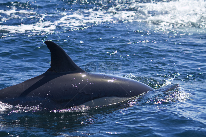 野生海豚波浪哺乳动物游泳荒野海洋图片